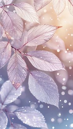 leaves with water droplets on them are shown in this image, and the background is blurry