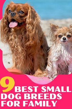 two small dogs sitting next to each other on top of a pink sign with the words 9 best small dog breeds for family