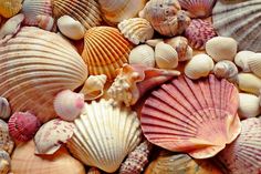 many seashells are gathered together on the beach