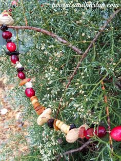 an assortment of fruits and nuts hanging from a tree