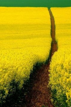 a long dirt road in the middle of a field with yellow flowers on both sides