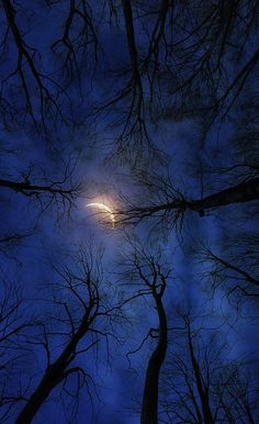 the moon is shining through the trees in the night sky, with no leaves on them