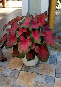 a potted plant with red and green leaves sitting on the ground next to a building