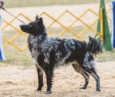 a black and white dog standing on top of a dirt field