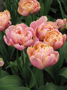 pink and yellow flowers are blooming in the garden