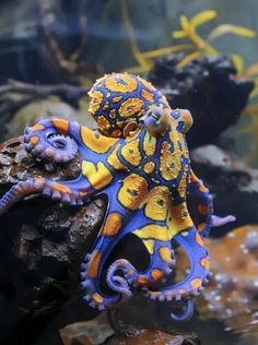 an orange and blue octopus sitting on top of rocks