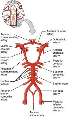 the anatomy of the human body and its major structures, including the cerebratory system