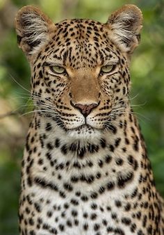 a close up of a leopard's face with trees in the background