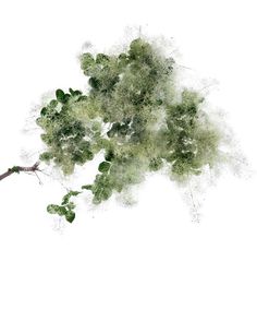 a tree branch with green leaves on it and watercolor paint splatters all over the branches