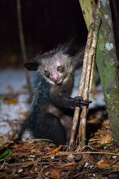 an animal that is standing next to a tree