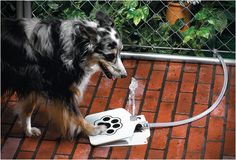 a dog is playing with a water fountain