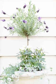 a potted plant with purple flowers and greenery in front of a white house