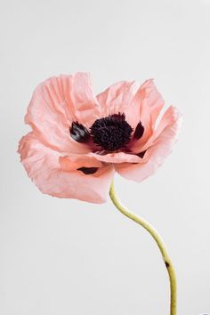 a pink flower with black stamens in a glass vase against a white background