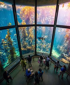 people standing in front of an aquarium looking at the fish and other animals inside it