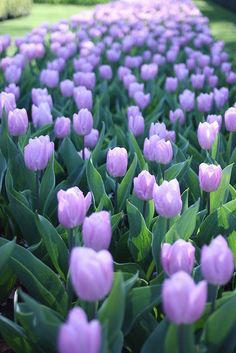 pink tulips are blooming in the garden