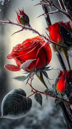 a red rose sitting on top of a branch next to snow covered leaves and branches