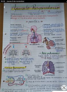 a hand drawn diagram of the human body and its major organs on a piece of paper