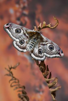 a close up of a butterfly on a plant with dirt in the background and rust colored wall behind it