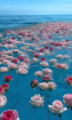 many pink and white roses floating in the water with blue sky above them on a sunny day