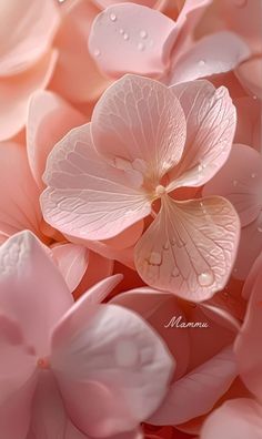 pink flowers with water droplets on them and the words namma written in white letters