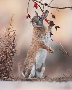 a brown and white rabbit standing on its hind legs in front of a tree branch