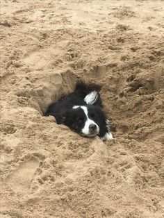 a black and white dog laying in the sand