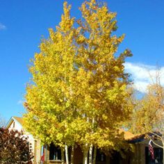 a large yellow tree in front of a house on a sunny day with blue skies