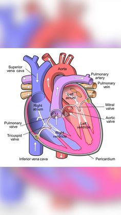 an image of the heart with labels on it