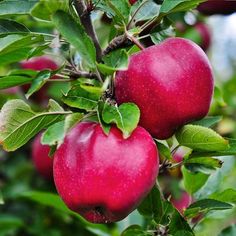 an apple tree with two red apples hanging from it's branches and green leaves