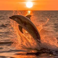 a dolphin jumping out of the water at sunset