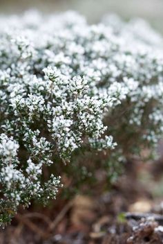 small white flowers growing out of the ground