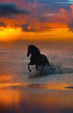 a horse is galloping through the water in front of an orange and blue sky