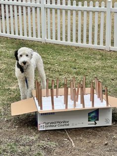 a white dog standing in front of a cardboard box filled with copper colored nails on the ground