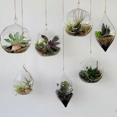 hanging glass planters filled with succulents and plants