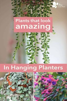 plants that look amazing in hanging planters with text overlaying the top and bottom