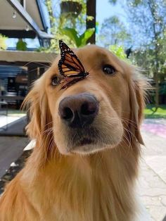 a close up of a dog with a butterfly on its nose