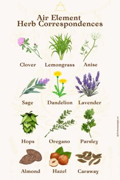 an image of herbs and their corresponding names