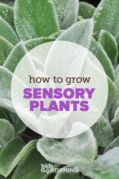 the words how to grow sensory plants on top of green leaves