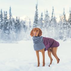 a dog wearing a sweater in the snow