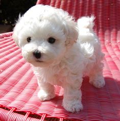 a small white dog standing on top of a pink mat with the caption havanese