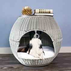 a dog sitting in a round bed on the floor next to a blue wall and wooden floor