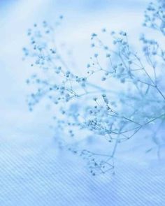 some white flowers on a blue and white background