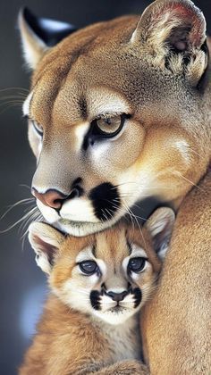 a mother mountain lion with her baby