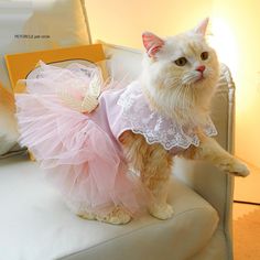 a cat in a pink dress sitting on a chair