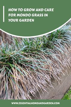 How To Grow And Care For Mondo Grass In Your Garden Mondo Grass Landscaping, Grass Landscaping, Grass Edging, Diy Garden Projects, Organic Fertilizer