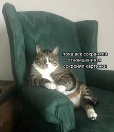 a cat is sitting in a green chair