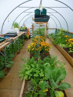 an indoor greenhouse filled with lots of plants