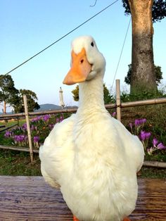 a white duck sitting on top of a wooden bench