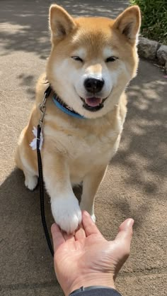 a person holding the hand of a dog on a leash