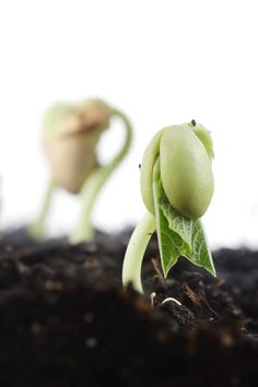 two small plants sprouting out of the ground